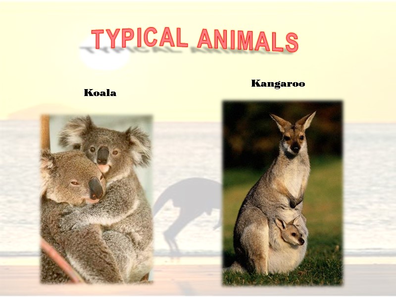 TYPICAL ANIMALS      Koala Kangaroo